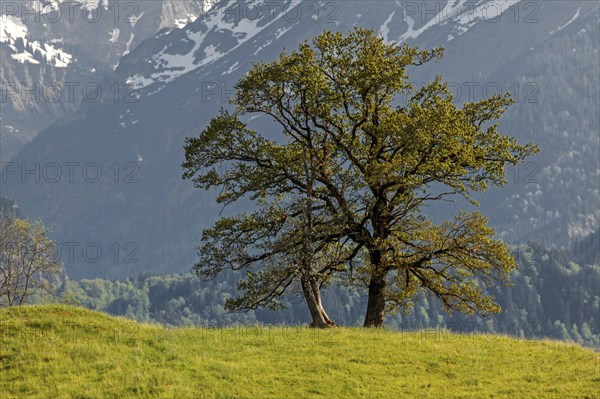 Group of trees in spring, near Schoellang, Oberallgaeu, Allgaeu, Bavaria, Germany, Europe