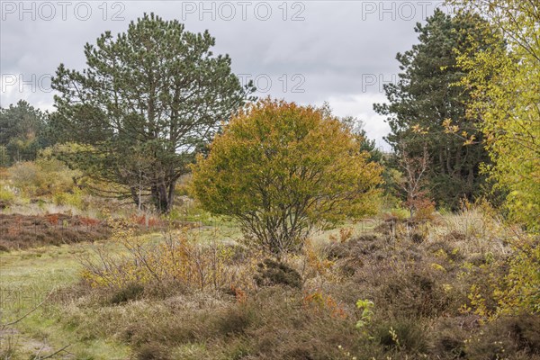 Forest landscape in autumn with colourful leaves and various trees, grasses and shrubs with trees