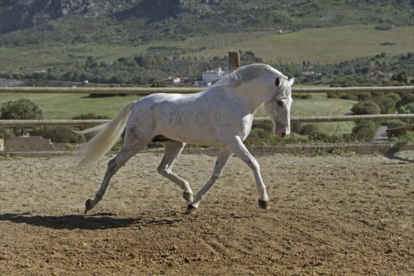 Andalusian, Andalusian horse, Antequera, Andalusia, Spain, Europe