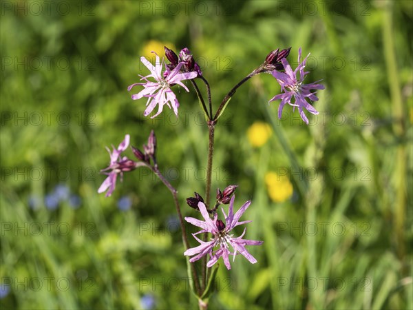 Red campion (Silene dioica), near Irdning, Ennstal, Styria, Austria, Europe