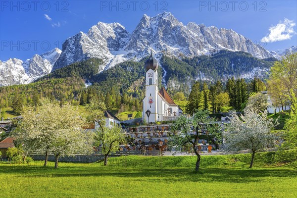 Spring meadow with blossoming trees and parish church in front of the Grosser Waxenstein 2277m in
