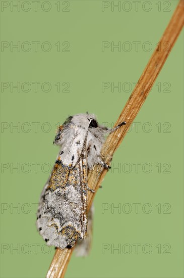 Sallow kitten moth (Furcula furcula), North Rhine-Westphalia, Germany, Europe