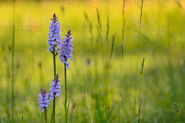 Moorland spotted orchid (Dactylorhiza maculata), flowering wild orchid, Lower Rhine, North