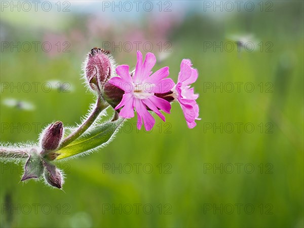 Red campion (Silene dioica), near Irdning, Ennstal, Styria, Austria, Europe