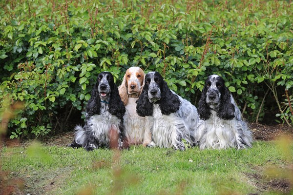 Cocker Spaniel, group picture