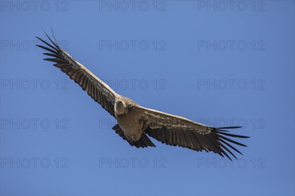 Griffon vulture (Gyps fulvus), Monfraguee National Park, Extremadura, Castilla La Mancha, Spain,