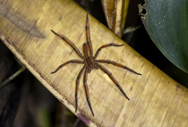 Red-legged comb spider or red-legged banana spider (Cupiennius cf. coccineus) sitting on a dry leaf