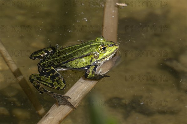 Green frog (Rana esculenta), Emsland, Lower Saxony, Germany, Europe