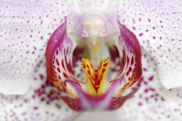 Butterfly orchid (Phalaenopsis), flower detail, houseplant, North Rhine-Westphalia, Germany, Europe