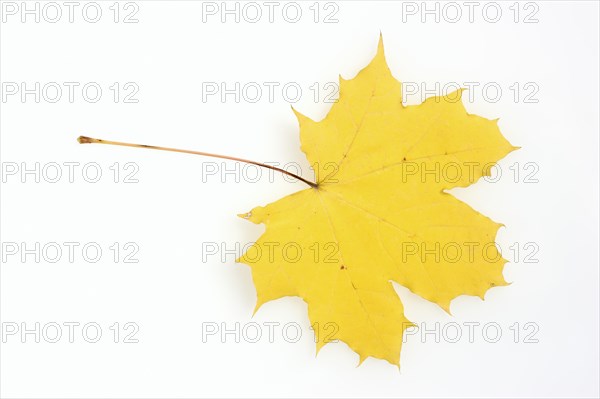 Norway maple or Norway maple (Acer platanoides), leaf in autumn on a white background