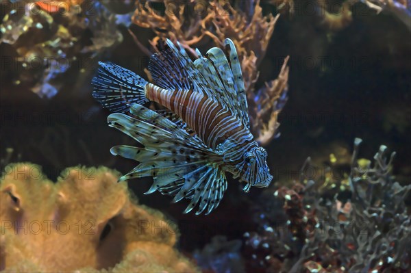 Pacific red lionfish (Pterois volitans) in the aqurium of Nuremberg Zoo, Nuremberg, Middle