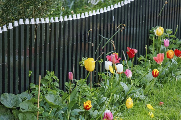 A colourful spring garden with a black fence and colourful tulip flowers in full bloom, old houses