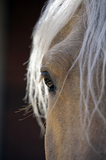 Andalusian, Andalusian horse, Antequerra, Andalusia, Spain, eye, Europe