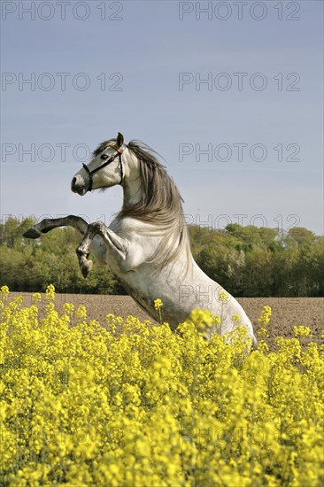 Andalusian, Andalusian horse, rape field, rising