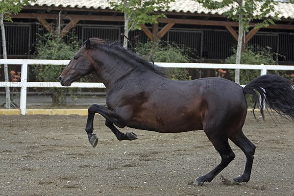 Andalusian, Andalusian horse, Antequerra, Andalusia, Spain, Europe
