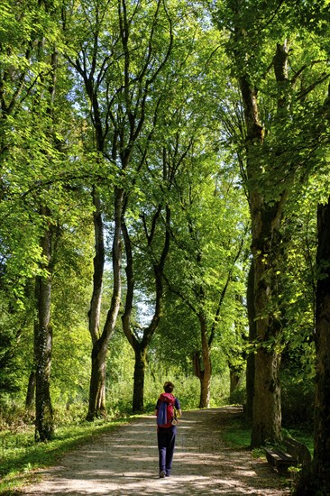 Hiker Danube-Zollernalbweg, Inzigkofen Princely Park near Sigmaringen, Upper Danube Valley,