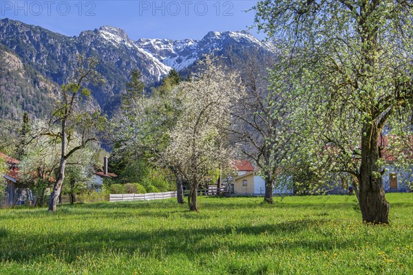 Spring meadow with blossoming trees in the village in front of Hohe Kisten 1922m in the