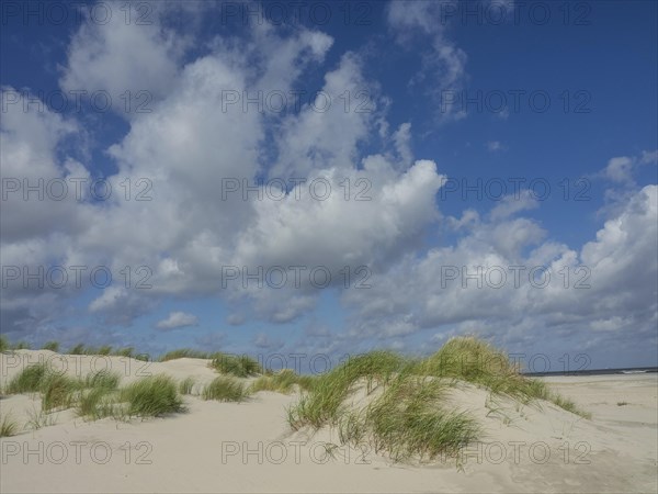 Extensive sand dunes with tufts of grass under a blue sky with white clouds, sand dune with dune