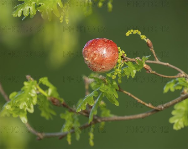 Gall, gall apple on oak (Quercus), Common oak gall wasp (Cynips quercusfolii), Lower Saxony,