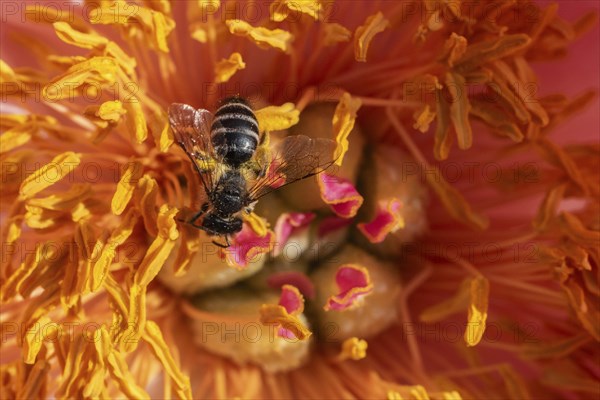 Common narrow-winged bee (Lasioglossum calceatum) in peony blossom, Emsland, Lower Saxony, Germany,