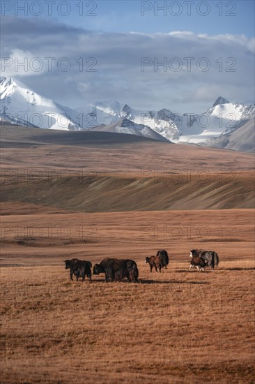 Glaciated and snow-covered mountains, yaks grazing on the plateau in autumnal mountain landscape