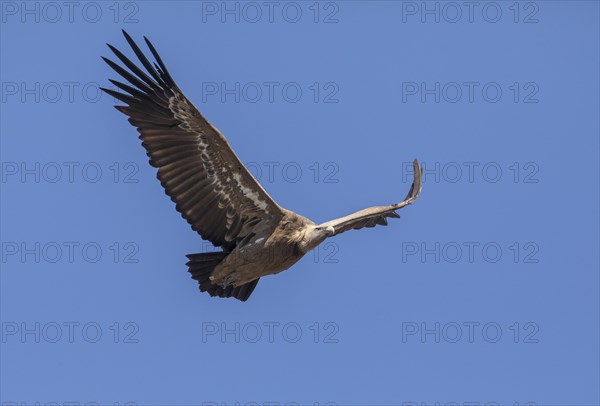 Griffon vulture (Gyps fulvus), Monfraguee National Park, Extremadura, Castilla La Mancha, Spain,