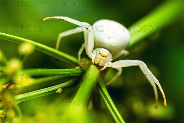 Flower Crab Spider, Misumena, spider ob yellow flower