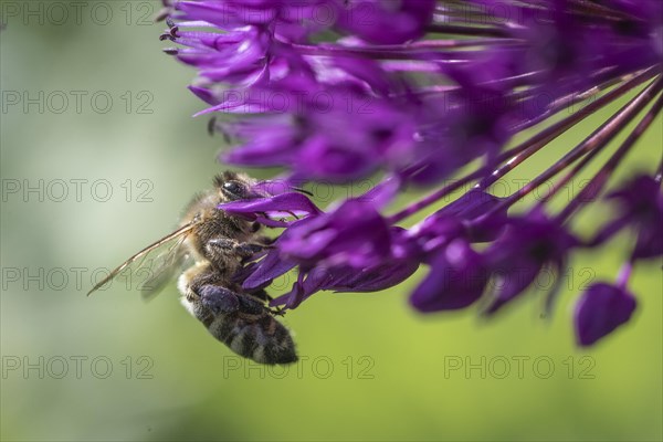 Honey bee (Apis mellifera) on ornamental leek (Allium aflatuense), Emsland, Lower Saxony, Germany,