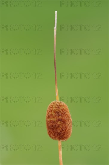 Small cattail or least bulrush (Typha minima), fruit stand, Austria, Europe