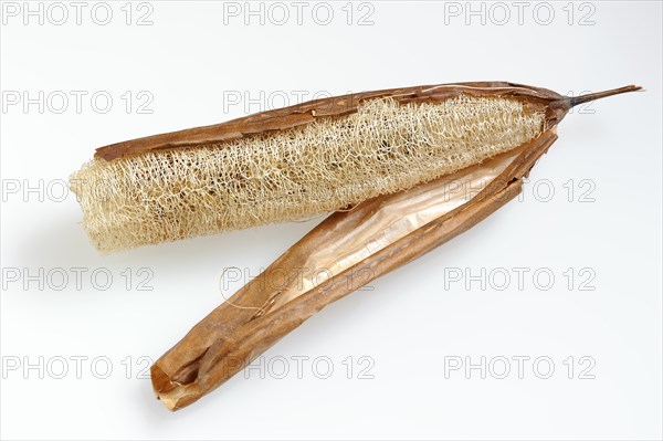 Sponge cucumber (Luffa aegyptiaca, Luffa cylindrica), fibrous interior of the ripe fruit, used as a