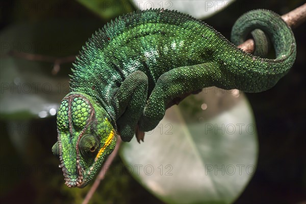 Panther Chameleon, terrarium in the Nuremberg Zoo, Nuremberg, Middle Franconia, Bavaria, Germany,