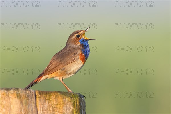 White-starred bluethroat (Luscinia svecica cyanecula), male, singing from a wooden fence post,