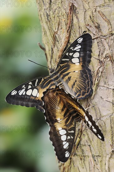 Parthenos sylvia brown (Parthenos sylvia brown), pair copulating, captive, occurring in Asia