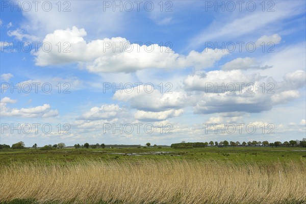 Meadow landscape with clouds on the southern shore of the Duemmer, inland lake, Huede, Lower