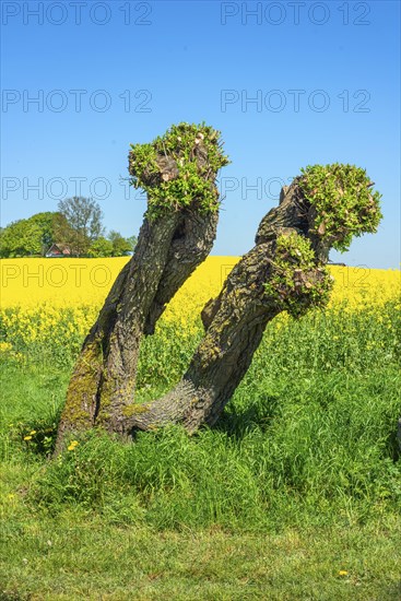 Pruned willow tree at a feld with flowering rapeseed (Brassica napus) and blue sky in Roegla, Ystad