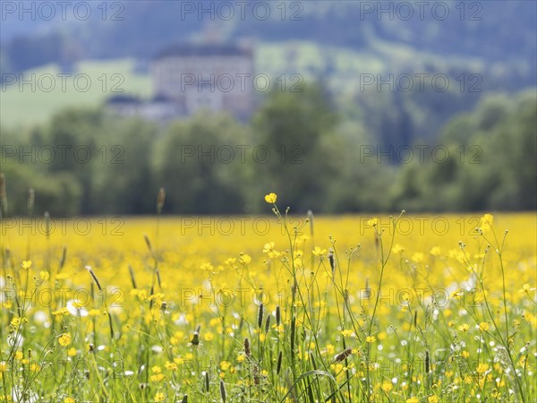 Meadow with tall buttercups (Ranunculus acris), buttercup, common buttercup, near Irdning, Ennstal,