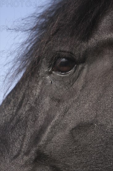 Friesian, Friesian horse
