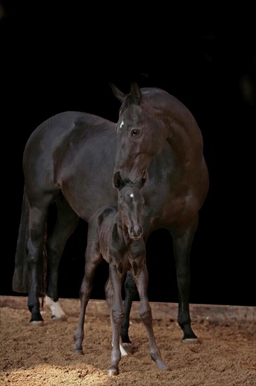 Hanoverian, mare with foal