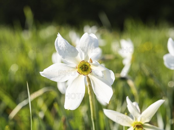 Star narcissus (Narcissus radiiflorus), near Irdning, Ennstal, Styria, Austria, Europe
