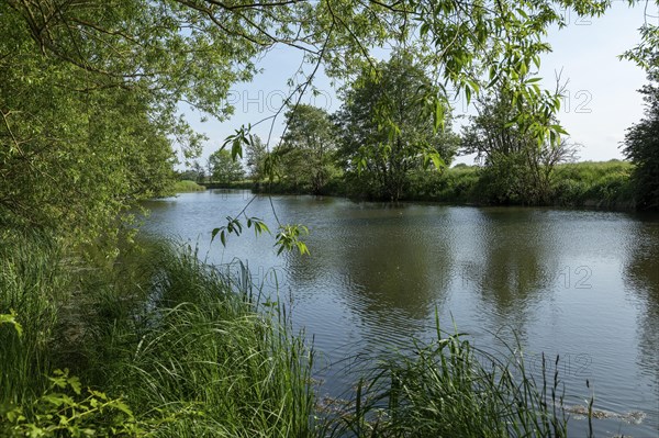 Trees on the riverbank, Boize, Boizenburg, Mecklenburg-Vorpommern, Germany, Europe