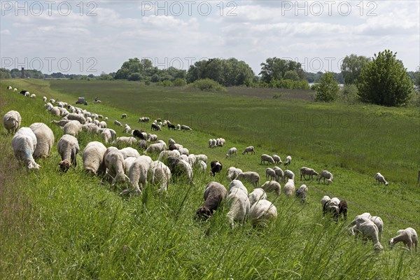 Sheep grazing on the dyke near Boizenburg, Mecklenburg-Western Pomerania, Germany, Europe
