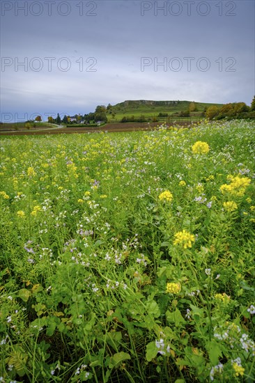 Goldberg, western edge of the Ries crater, Noerdlinger Ries, Ostalbkreis, Baden-Wuerttemberg,