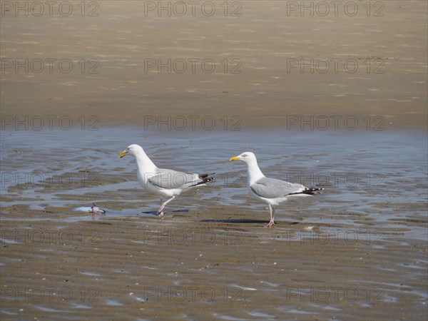 Two seagulls standing next to each other on the beach and looking at a fish, quarrelling seagulls