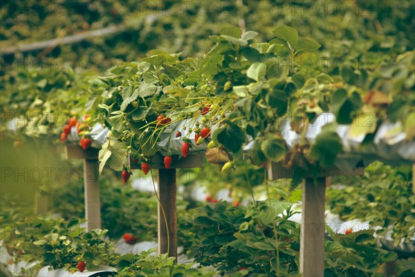 Lush green rows of strawberry plants cultivated in two-level elevated platform containers showing
