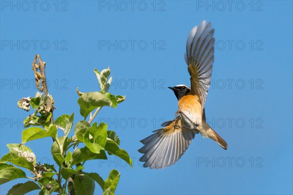 A common redstart (Phoenicurus phoenicurus), male, approaching its singing perch against a clear