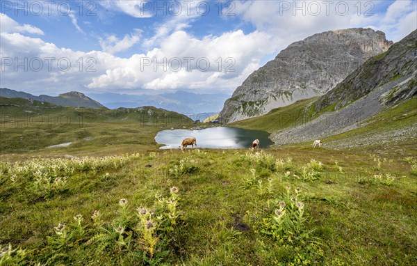 Cows and blooming thistles on a mountain meadow, mountain hut Obstanserseehuette at the mountain