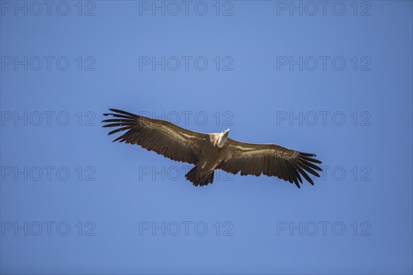 Griffon vulture (Gyps fulvus), Monfraguee National Park, Extremadura, Castilla La Mancha, Spain,