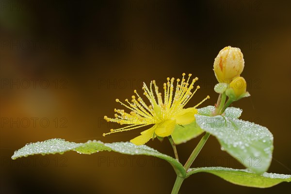 Sweet-amber (Hypericum androsaemum), flower, ornamental plant, North Rhine-Westphalia, Germany,