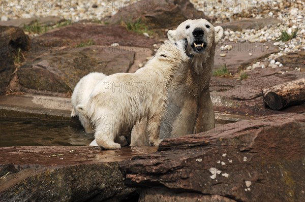 Polar bear mother with two young polar bears (Ursus maritimus) . Nuremberg Zoo, Am Tiergarten 30,