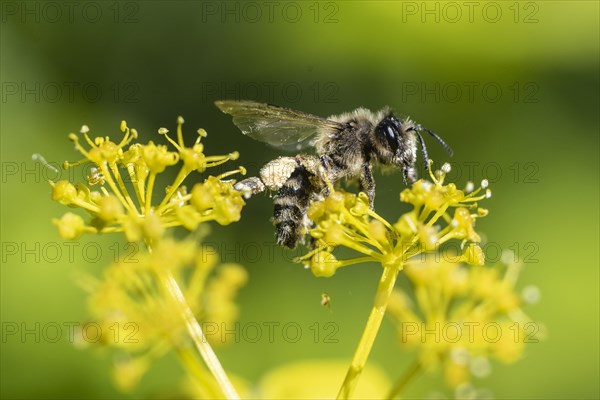 Honey bee (Apis mellifera) a Yellow umbel (Smyrnium perfoliatum), Emsland, Lower Saxony, Germany,